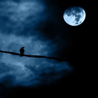 lonely bird in moon light