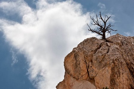 tree rock cloud