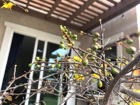 letamanh nutamxuan 3