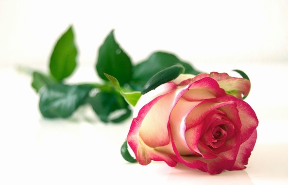rose 4925102 640