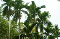  Hương Cau Mùa Cũ - Lê Thí