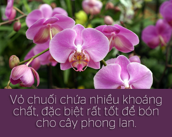 6 tien ich khong ngo toi cua vo chuoi4