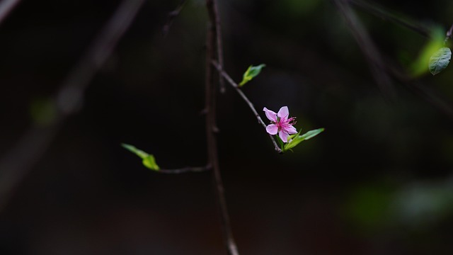 cherry flowers 3105342 640