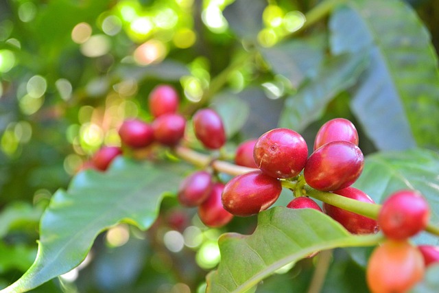 coffee 5385194 640