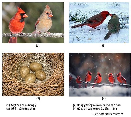 nhungdomluamuadong 2