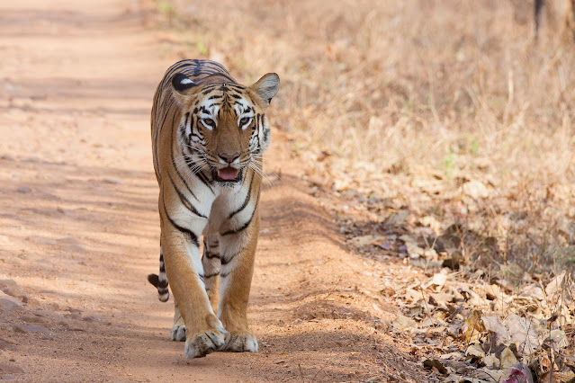2560px Panthera tigris tigris Tidoba 20150306