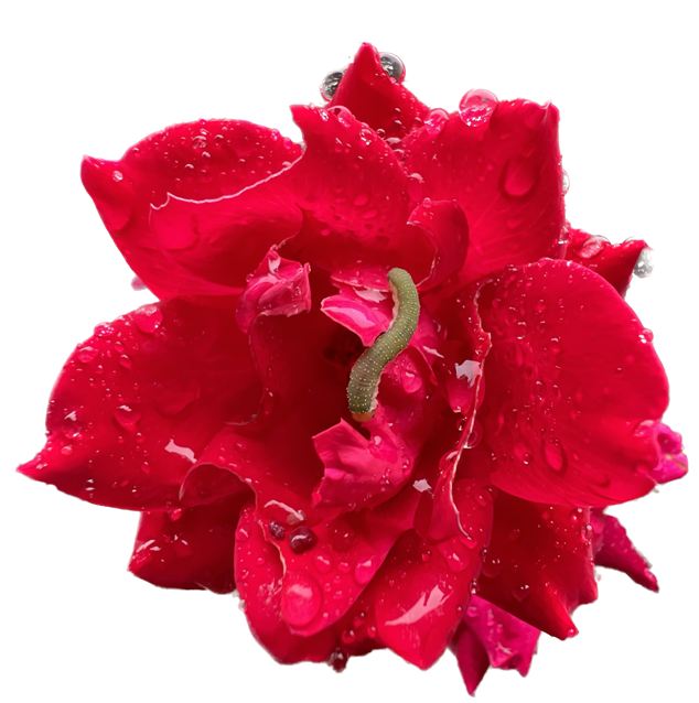 Fleur
