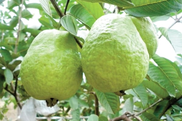 Guava Plant Carejpg