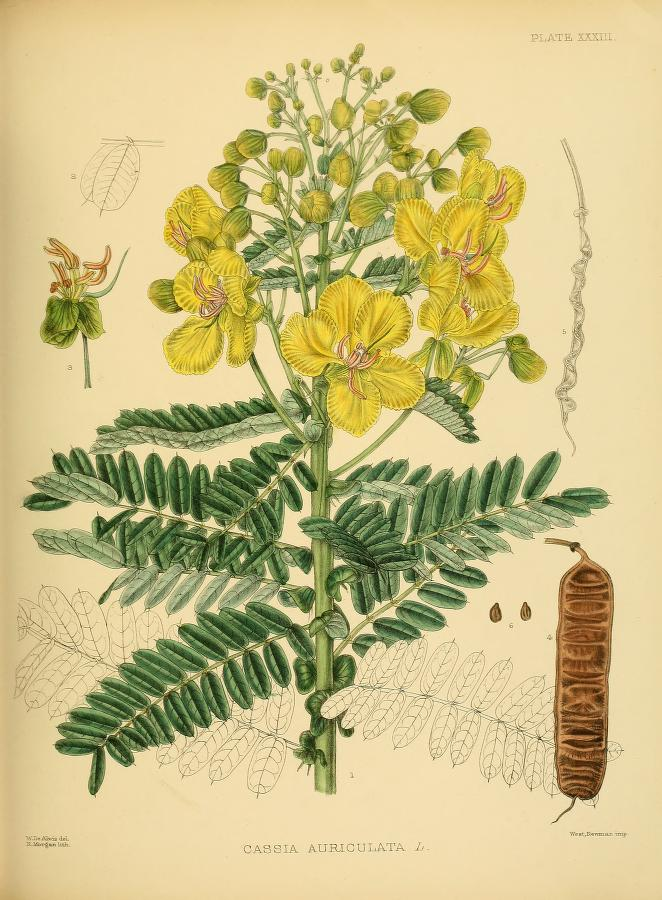 caymuongtra