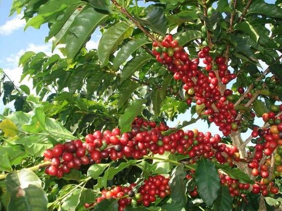 thaomoc cotenlatai20