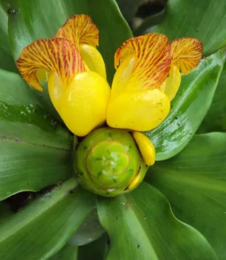 thaomoctritieuduong Costus igneus