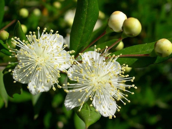 thaomoctritieuduong Myrcia salicifolia