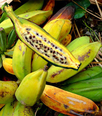 thaomoctritieuduong chuoihot