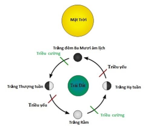 thuytrieu1