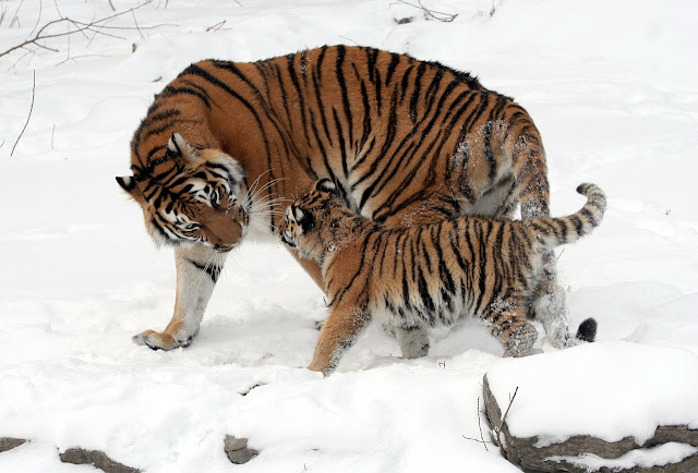 tigers 67577 1280