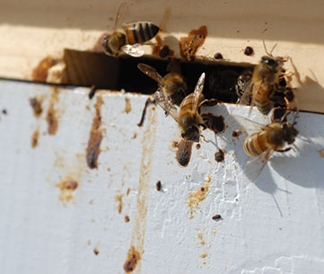 nosema 3