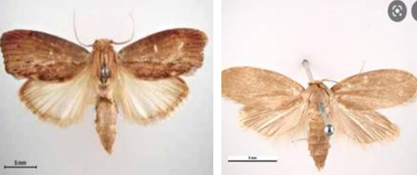 nuoi22