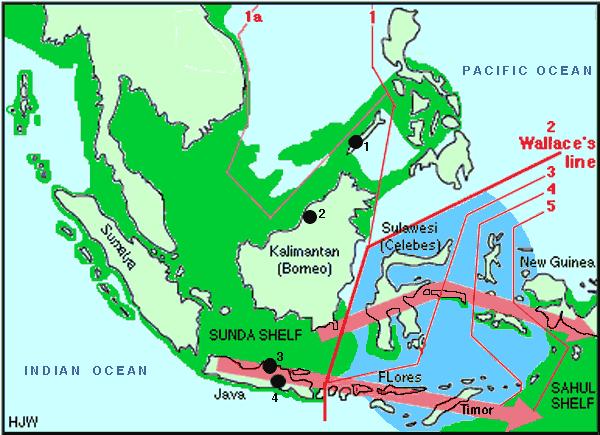 nguoihoa6