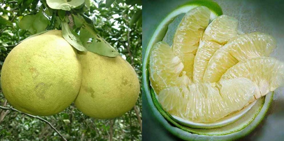thanhtrahue