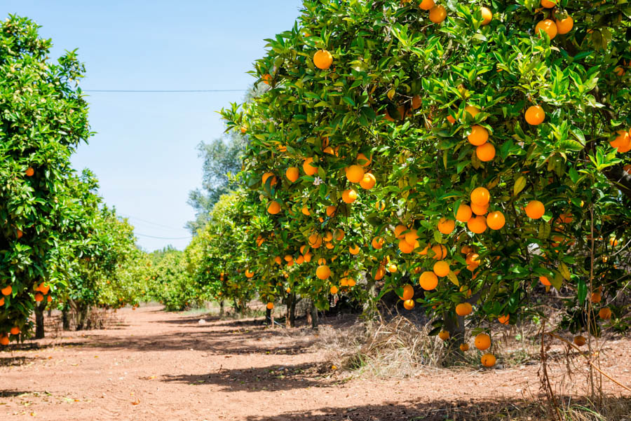 valenciaorange