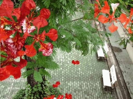 hoaphuong