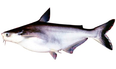 ngothevinh3