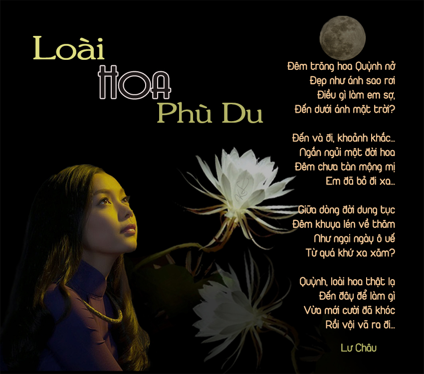 HoaPhuDu1
