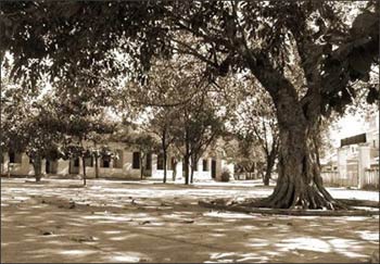 Truong cu