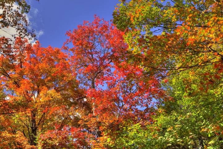 fall foliage
