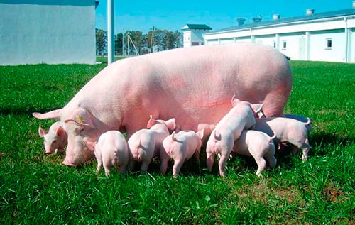 pig york 2