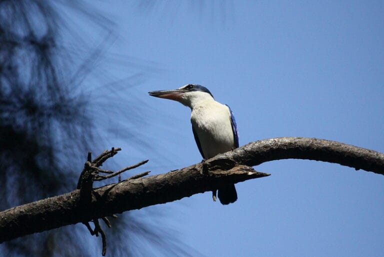 chim thang chai 768x514