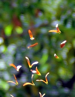 hoa dau bay2