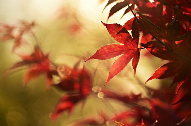 mabelamber autumn leaf 3807381