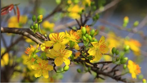 vukhacte kyucmuaxuan canhmai