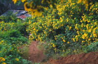 Màu Vàng Của Gió - Biển Cát