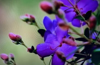 Màu Tím Ấy - Trần Viết Đính Màu Tím Ấy - Trần Viết Đính