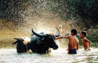 Miền Quê Ngòn Ngọt Tuổi Thơ - Nguyễn Thị Liên Tâm Miền Quê Ngòn Ngọt Tuổi Thơ - Nguyễn Thị Liên Tâm